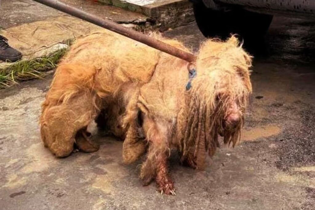 Maus-tratos: Resgate comovente do poodle Scooby em Fortaleza, Ceará